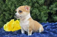Danny, a male Chihuahua for sale in Harlan, IN – 2 of 4