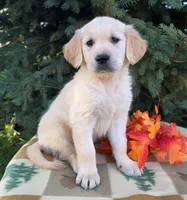 Freddy, a male Golden Retriever for sale in Harlan, IN – 2 of 3