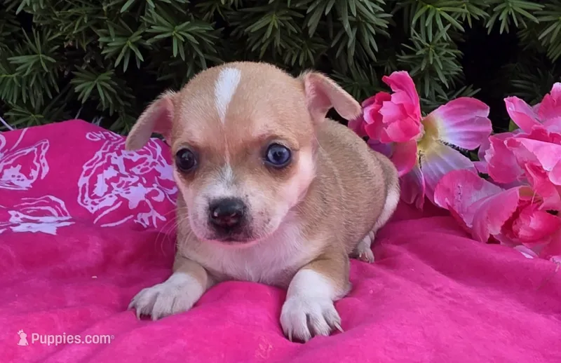 Lilac – Chihuahua puppy for sale in Harlan, IN