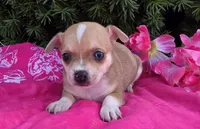 Lilac, a female Chihuahua for sale in Harlan, IN – 1 of 4