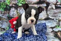 Ansin, a male Boston Terrier for sale in Harlan, IN – Photo 2 of 4