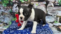 Ansin, a male Boston Terrier for sale in Harlan, IN – Photo 3 of 4