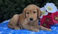 Titus, a male Golden Retriever for sale in Harlan, IN – 3 of 4