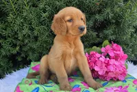 Maxine, a female Golden Retriever for sale in Harlan, IN – 2 of 4