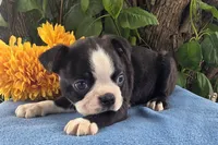 Carson, a male Boston Terrier for sale in Harlan, IN – 1 of 4