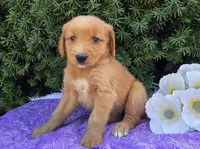 Lacy , a female Golden Retriever for sale in Harlan, IN – 3 of 4
