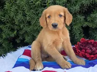 Star, a male Golden Retriever for sale in Harlan, IN – 4 of 4