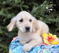 Cinderella, a female Golden Retriever for sale in Harlan, IN – Photo 1 of 4