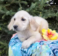 Cinderella, a female Golden Retriever for sale in Harlan, IN – Photo 4 of 4
