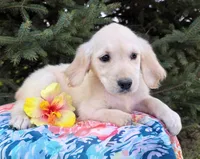 Cinderella, a female Golden Retriever for sale in Harlan, IN – Photo 2 of 4