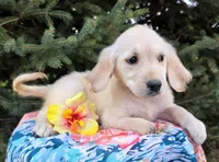 Cinderella, a female Golden Retriever for sale in Harlan, IN – Photo 3 of 4