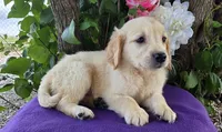Gracelyn , a female Golden Retriever for sale in Harlan, IN – 3 of 4