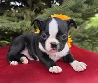 Jackie, a female Boston Terrier for sale in Harlan, IN – Photo 4 of 4