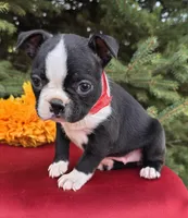 Jackie, a female Boston Terrier for sale in Harlan, IN – Photo 3 of 4