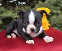 Jackie, a female Boston Terrier for sale in Harlan, IN – Photo 1 of 4