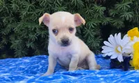 Frisky, a male Chihuahua for sale in Harlan, IN – 3 of 4