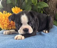 Carson, a male Boston Terrier for sale in Harlan, IN – 3 of 4