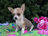 Lilly, a female Chihuahua for sale in Harlan, IN – 4 of 4