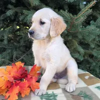 Freddy, a male Golden Retriever for sale in Harlan, IN – 3 of 3