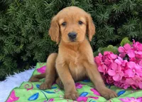 Maxine, a female Golden Retriever for sale in Harlan, IN – 4 of 4