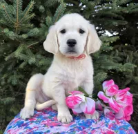 Kim, a female Golden Retriever for sale in Harlan, IN – Photo 1 of 4