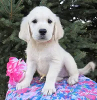 Kim, a female Golden Retriever for sale in Harlan, IN – Photo 4 of 4
