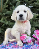Kim, a female Golden Retriever for sale in Harlan, IN – Photo 2 of 4