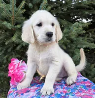 Kim, a female Golden Retriever for sale in Harlan, IN – Photo 3 of 4