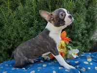 Jackson , a male Boston Terrier for sale in Harlan, IN – 3 of 3