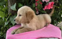 Darla, a female Golden Retriever for sale in Harlan, IN – 2 of 4