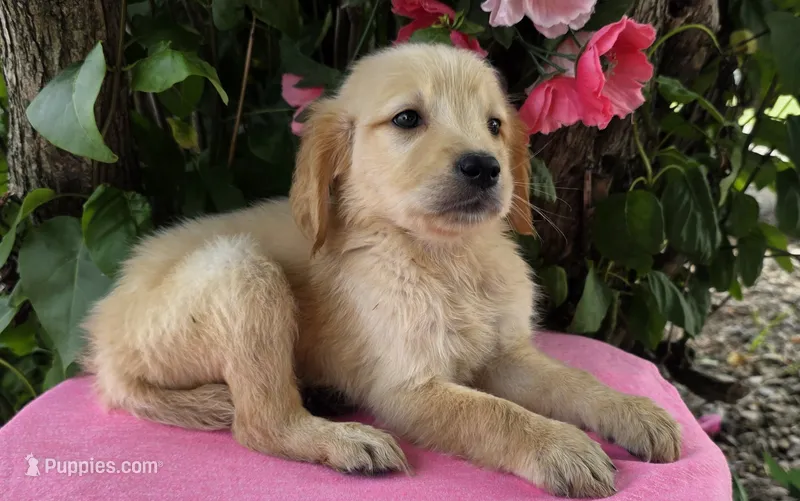 Darla – Golden Retriever puppy for sale in Harlan, IN