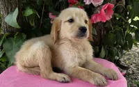 Darla, a female Golden Retriever for sale in Harlan, IN – 1 of 4