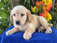 Marlin , a male Golden Retriever for sale in Harlan, IN – 4 of 4