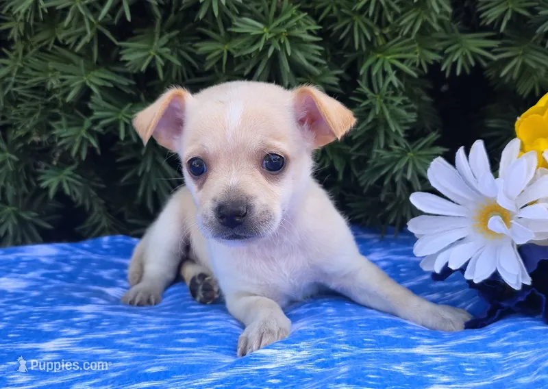 Frisky – Chihuahua puppy for sale in Harlan, IN