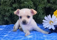 Frisky, a male Chihuahua for sale in Harlan, IN – 1 of 4
