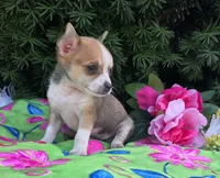 Lilly, a female Chihuahua for sale in Harlan, IN – 3 of 4