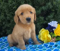Mack , a male Golden Retriever for sale in Harlan, IN – 2 of 4