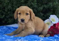Titus, a male Golden Retriever for sale in Harlan, IN – 4 of 4