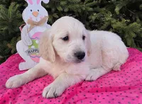Mariah, a female Golden Retriever for sale in Harlan, IN – Photo 3 of 4