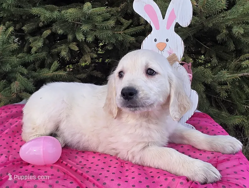 Mariah – Golden Retriever puppy for sale in Harlan, IN