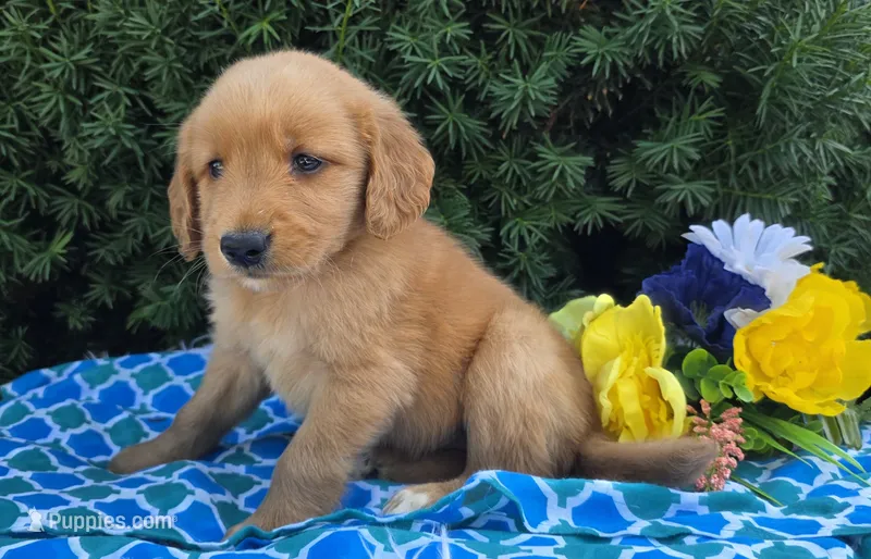 Mack  – Golden Retriever puppy for sale in Harlan, IN