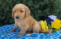 Mack , a male Golden Retriever for sale in Harlan, IN – 1 of 4