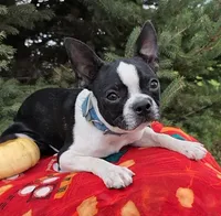 Dora, a female Boston Terrier for sale in Harlan, IN – Photo 1 of 4