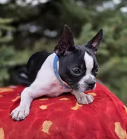 Dora, a female Boston Terrier for sale in Harlan, IN – Photo 4 of 4