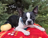 Dora, a female Boston Terrier for sale in Harlan, IN – Photo 2 of 4
