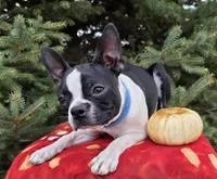 Dora, a female Boston Terrier for sale in Harlan, IN – Photo 3 of 4