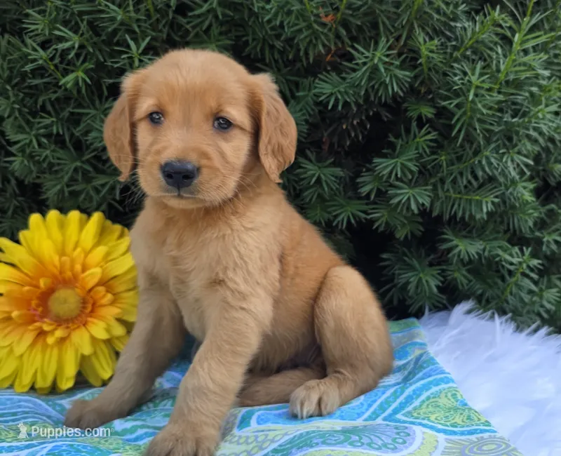 Timmy  – Golden Retriever puppy for sale in Harlan, IN