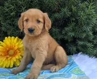 Timmy , a male Golden Retriever for sale in Harlan, IN – 1 of 4