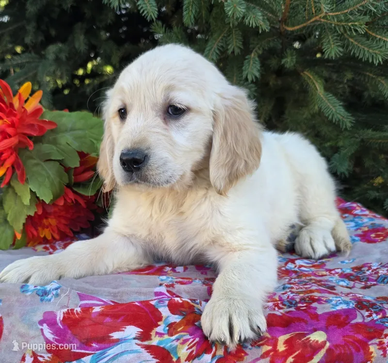 Francine  – Golden Retriever puppy for sale in Harlan, IN