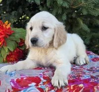 Francine , a female Golden Retriever for sale in Harlan, IN – 1 of 4